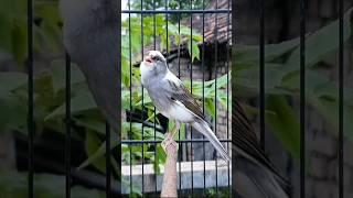 most powerful song for canary training #birds #bird #animals
