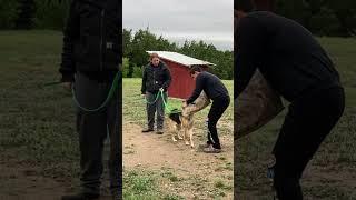 GSD Star bitework drills #dogtrainingismypassion EUGVONQNMYAXVYIB