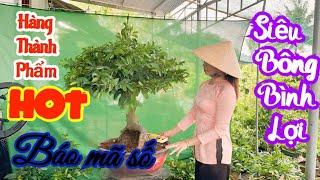 ️ 0378 898 338 ️ TRÂM - mai vàng Bonsai chơi Tết- Siêu Bông Bình Lợi- Siêu Bông Sài Gòn