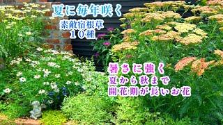 【夏に毎年咲く＊丈夫で管理が楽な宿根草】【素敵な夏庭づくり】【開花期が長い美しいお花１０種】ガーデニング/紫蘇ジュース