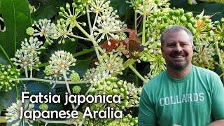 Fatsia japonica - Japanese Aralia