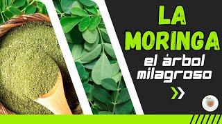 LA MORINGA EL "ÁRBOL MILAGROSO"