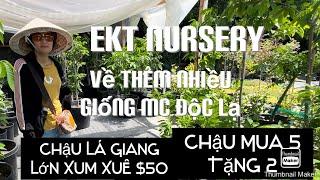 EKT NURSERY Về Thêm Nhiều Giống Mảng Cầu Độc Lạ Đặc Biệt Chậu Mua 5 Tặng 2 tt717