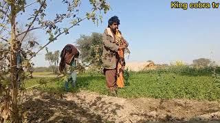 Mansoor jogi catch a big cobra snake at village || new video king cobra tv | Naag Jogi Naagin video