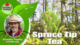 Prepper Dan: Spruce Tip Tea Vlog14