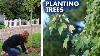 Planting a Hedge of Maple Trees // Garden Answer