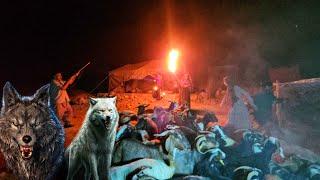 The tragic incident of a wolf attacking a herd of a nomadic family and injuring a child