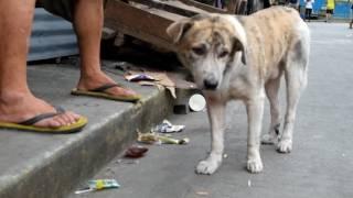 Stray Dogs Philippines