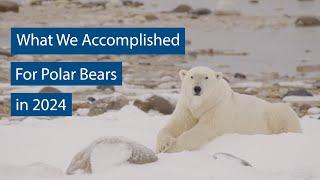 What We Accomplished For Polar Bears in 2024