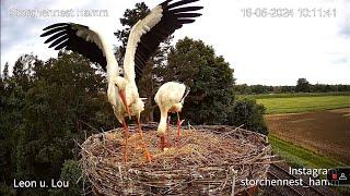 Livestream von Storchennest Hamm
