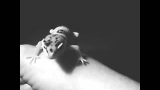 Leopard gecko squeaks!