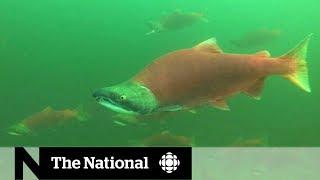 Sockeye salmon return to B.C.'s Adams River