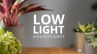 Plants Dying? Get These Low Light Houseplants 