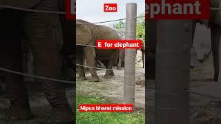 e for elephant  .big animal in zoo.zoovibes #zoo #virlashorts #elphant #nipun #animallife #animal