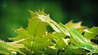  Relaxing Atmosphere of Raindrops Falling on the Leaves of Plants to get to Sleep more Easily.