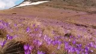 Afghanistan Saffron Farms in Ultimate Beautiful Valley of Himalayan Mountains -  NO EASY ACCESS AREA