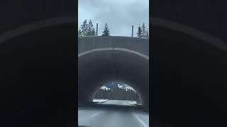 On the way going to Lake Louise, AB Canada  #travelandadventure #videoshort