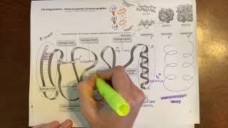 Tertiary and quaternary protein structure - examples of attractions