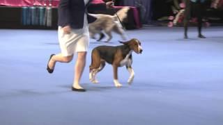 Voittaja 2015 - Best in Show