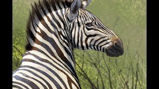 Live Stream - Drawing A Zebra in Procreate 5!