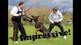 Pro-Celebrity Protection Dog Demonstration by Kraftwerk K9