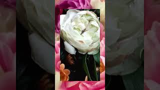 DailyBloom#shorts #dailybloom #flowers #flowerarrangement #foryou #flowerlover #sending #blooms