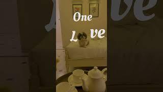  Meet Mylo, the cutest Shih Tzu you'll ever see! #ShihTzu #DogLover #CutePets #MyloMoments #love