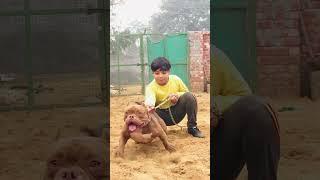 my channel Scribe all#viralvideo #shorts #reelsindia #doglover #punjabigamer #funnyvideo #instagram