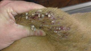 mango worms   remove monster mango worms from poor dog  mango worms removal  4