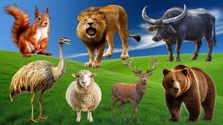 Beautiful Animal Moments: Elephant, Cow, Tiger, Goat, Sheep, Buffalo, Bear - Animal Sounds