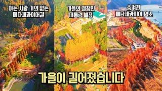 11월 국내 여행 메타세콰이어 추천 길어진 가을 여행 추천 BEST #국내여행 #여행추천