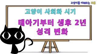 고양이 사회화 시기의 중요성과 태아기부터 2살까지의 성격변화