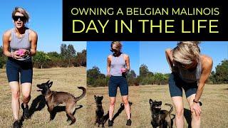 WHY I DON'T RECOMMEND A BELGIAN MALINOIS AS A PET