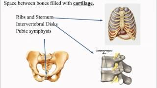 Articulation and Classifications of Articulations