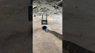 Simple Snake Trap using a lock & hole with pvc#creativesnaketrap#