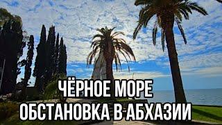 Новости Абхазии. Ситуация со светом и отношение к русским в Абхазии. В Абхазии зацвела мимоза.