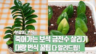 Saving ZZPlant with yellowing leaves/mass breeding/repotting/cutting-home gardening