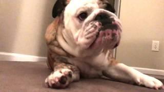 Reuben the Bulldog: Eat This Not That