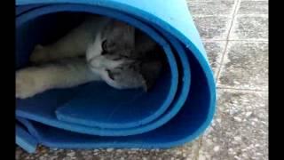 Brioche and the yoga mat: kitten or sausage roll?