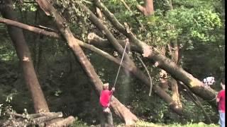 Storm Damage Tree Cutting and Cleanup - Stoltzfus Tree Service