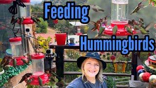 How to Feed Hummingbirds in the Rain, Migrating for Winter, DIY Nectar Recipe for Hummingbird Feeder