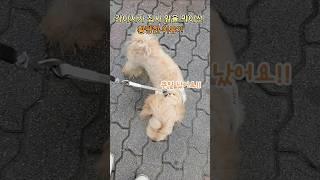 강아지가 집사 앞을 막아선 황당한 이유?! #강아지#funnydog#pets#funny#웃긴영상#모카#말티푸#평생한번보기힘든장면