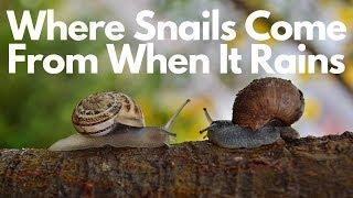 Where do Snails Come From When it Rains?