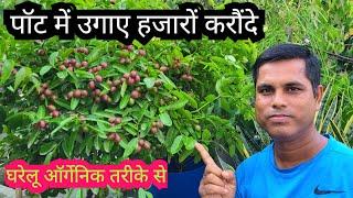 How to get Maximum Karonda in pot || Gooseberry Gardening in Pot