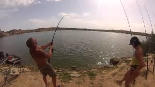 Giant catfish at Ebro Spain grote meerval ebro