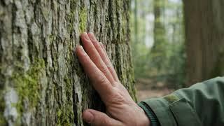 Fine grain oak : the Forests of the Loire Valley