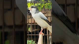 male singing canary | bird sound #birds #animals #canary #funnyanimals