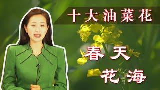 (travel to China)Ten big rape flowers in spring are colorful. Invite a group of friends to enjoy