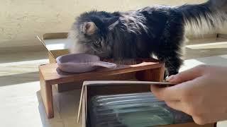 與緬因貓開箱EP2｜寵物用品 |Unboxing around my Maine coon｜ 絕美陶瓷貓碗（與緬因貓的生活）