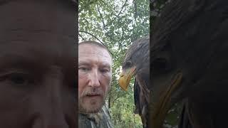 Какую хищную птицу завести новичку ???  #орланбелохвост